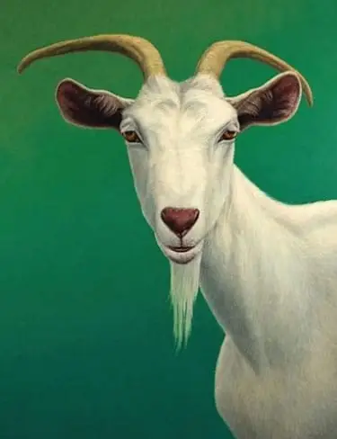 Goats Milk Soap